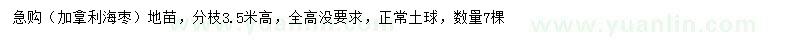 求購(gòu)加拿利海棗地苗