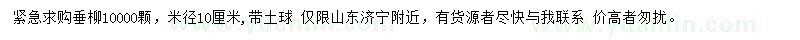 求購米徑10公分垂柳