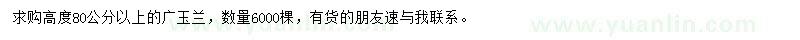 求購(gòu)高80公分以上廣玉蘭