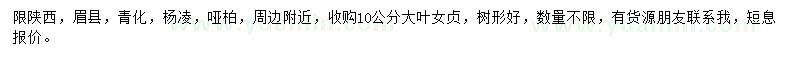 求購10公分大葉女貞