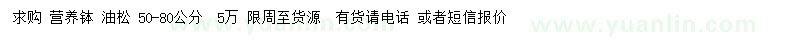 求購(gòu)高50-80公分油松小苗