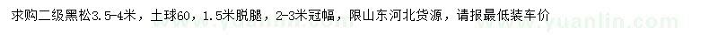 求購高3.5-4米黑松