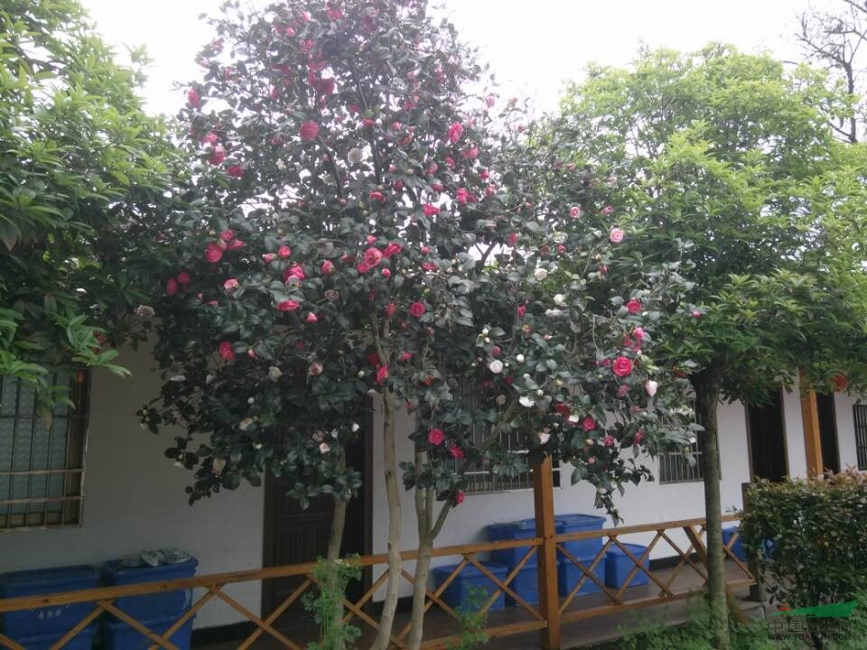 多色茶花   品種奇特圖片\多色茶花   品種奇特報(bào)價(jià)
