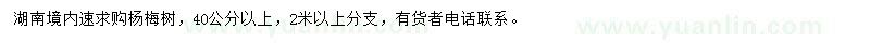 求購40公分以上楊梅樹