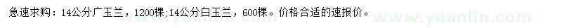 求購14公分廣玉蘭