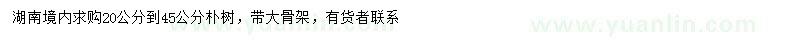 求購20-45公分樸樹