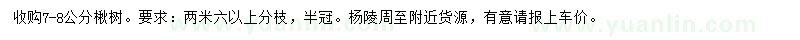 求購7-8公分楸樹