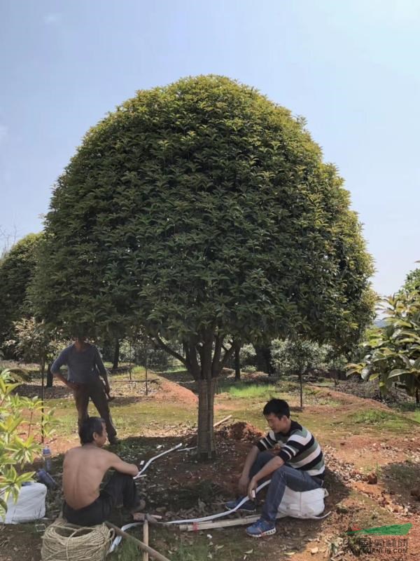 湖南桂花、湖南丹桂、湖南桂花價格、湖南金桂、湖南四季桂