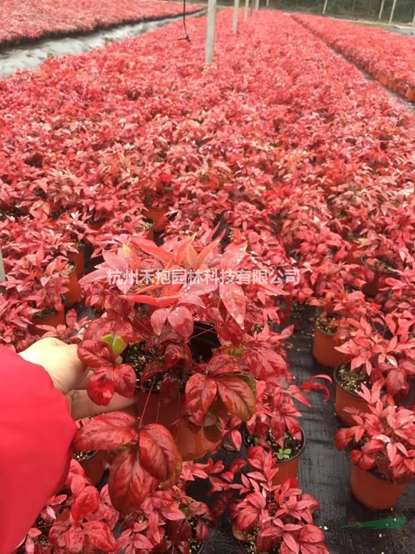 120#火焰南天竹