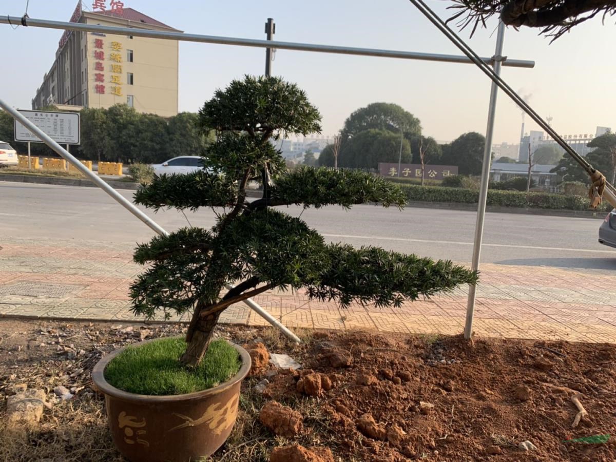 羅漢松