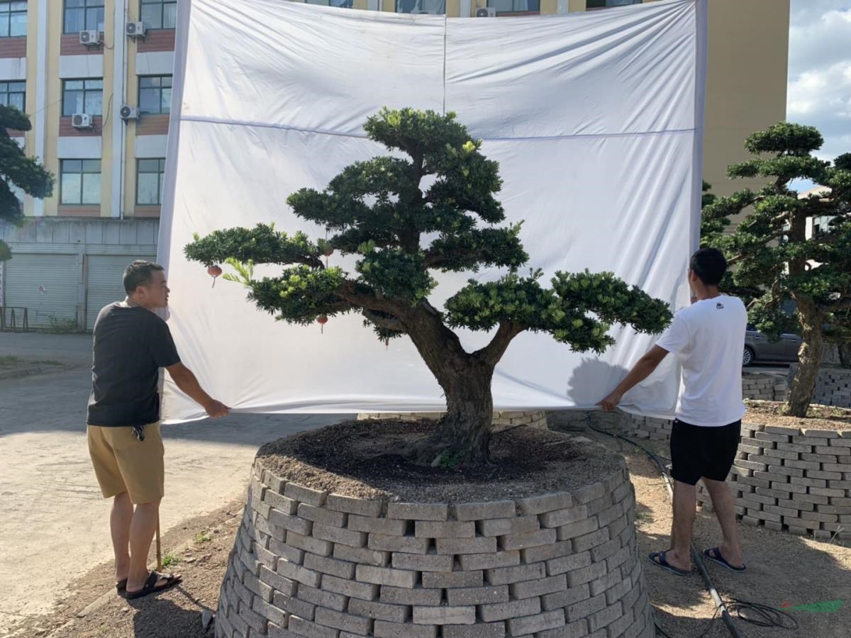 羅漢松