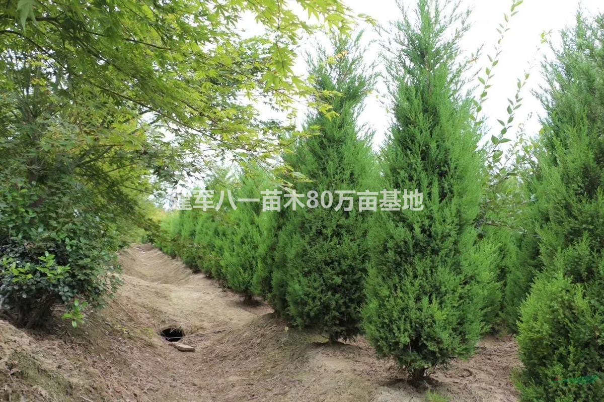 2020塔柏30-3米最新报价 /蜀桧价格/河南桧供应