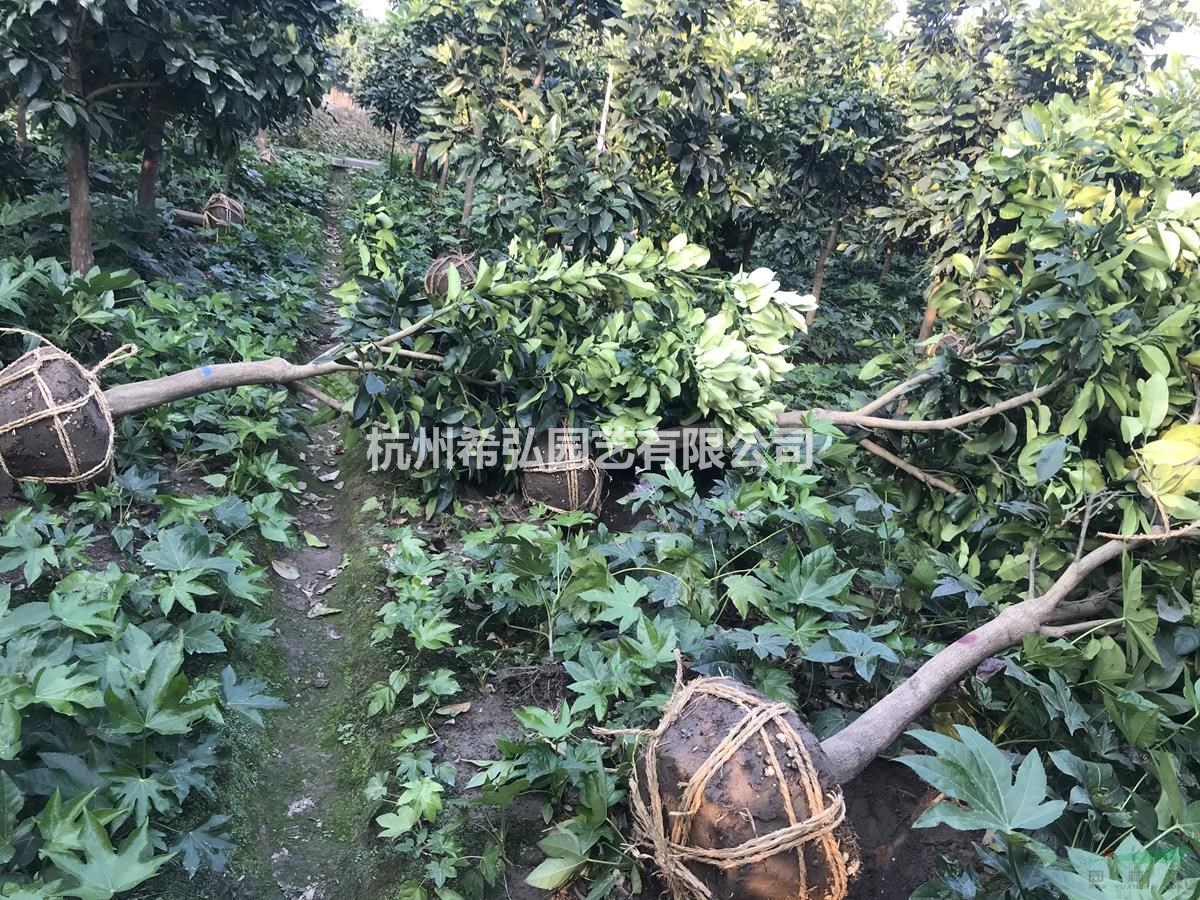 浙江香泡樹(shù)介紹