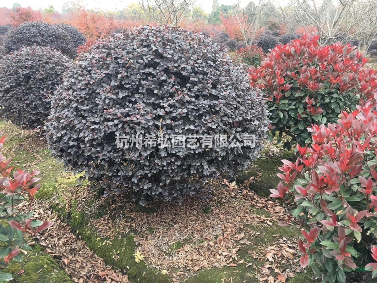 紅葉石楠球最新價格/紅葉石楠球報價