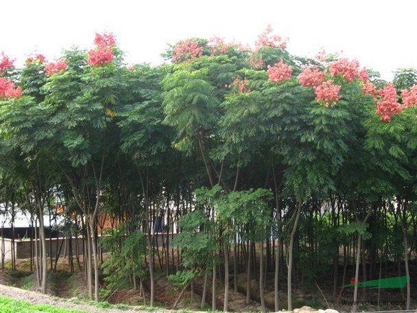 台湾栾树供应商，台湾栾树价格，台湾栾树批发供应