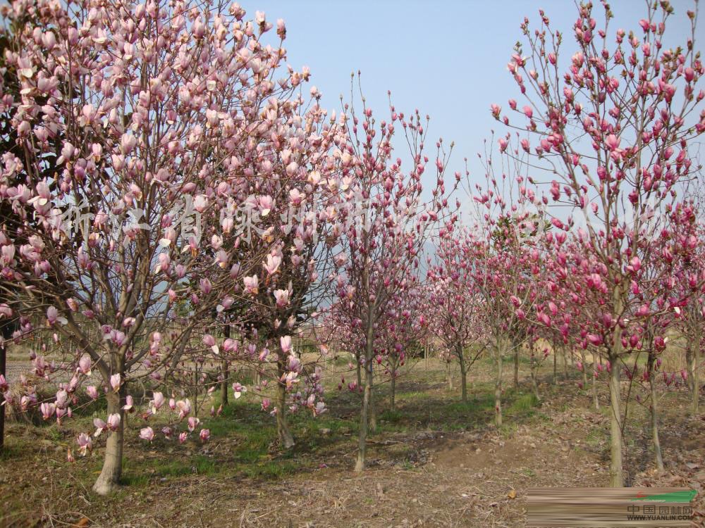 紅玉蘭基地,南京紅玉蘭價(jià)格