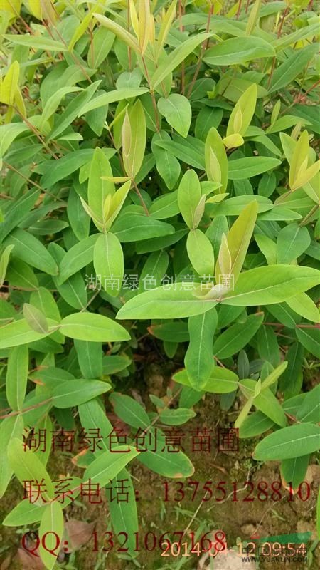 薄利多銷25公分-40公分高的金絲桃小苗