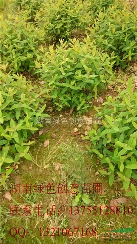 薄利多銷25公分-40公分高的金絲桃小苗
