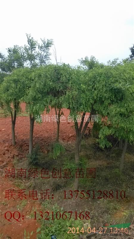 薄利多銷各規(guī)格的龍抓槐
