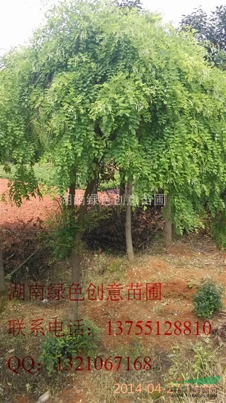 薄利多銷各規(guī)格的龍抓槐