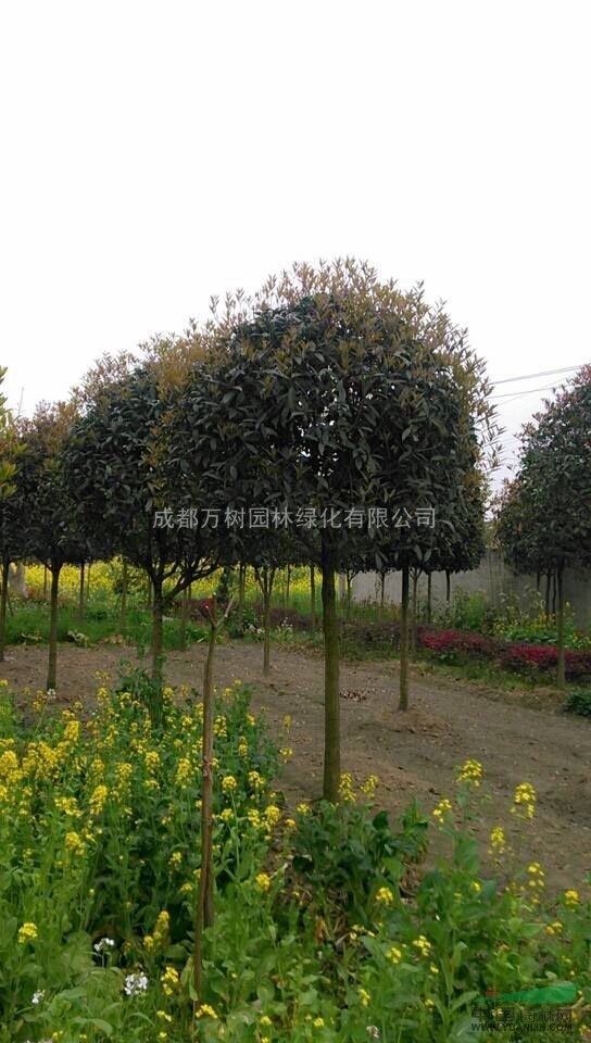 供應(yīng)成都桂花 好樹形桂花 桂花苗木批發(fā) 
