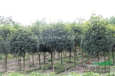 供應(yīng)成都桂花 好樹形桂花 桂花苗木批發(fā) 