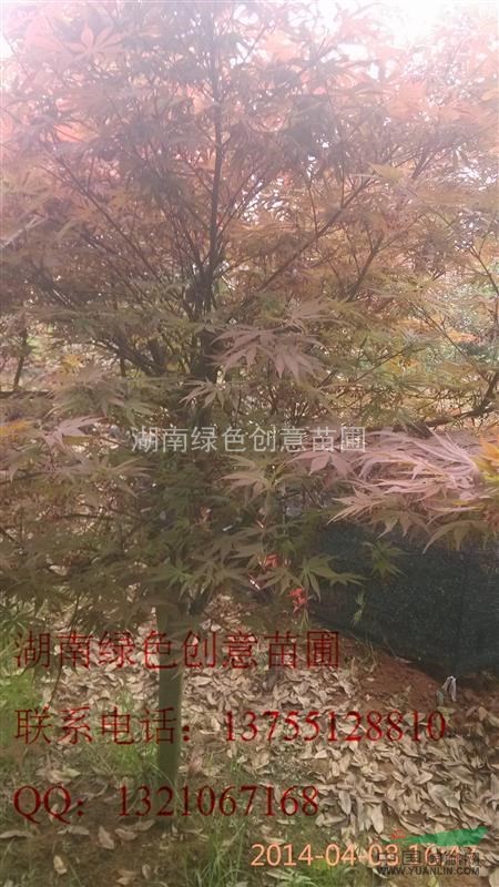 薄利多銷胸徑為3,4,5,6,8等規(guī)格的紅楓