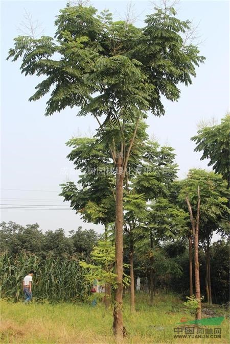 供應(yīng)欒樹 成都欒樹 樂山欒樹 欒樹行道樹 萬樹園林公司供應(yīng)