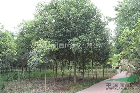 供應(yīng)香樟 大葉香樟 香樟苗木批發(fā)  香樟工程苗 萬樹園林供應(yīng)