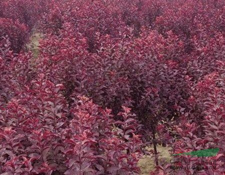 紅葉李基地,紅葉李價格