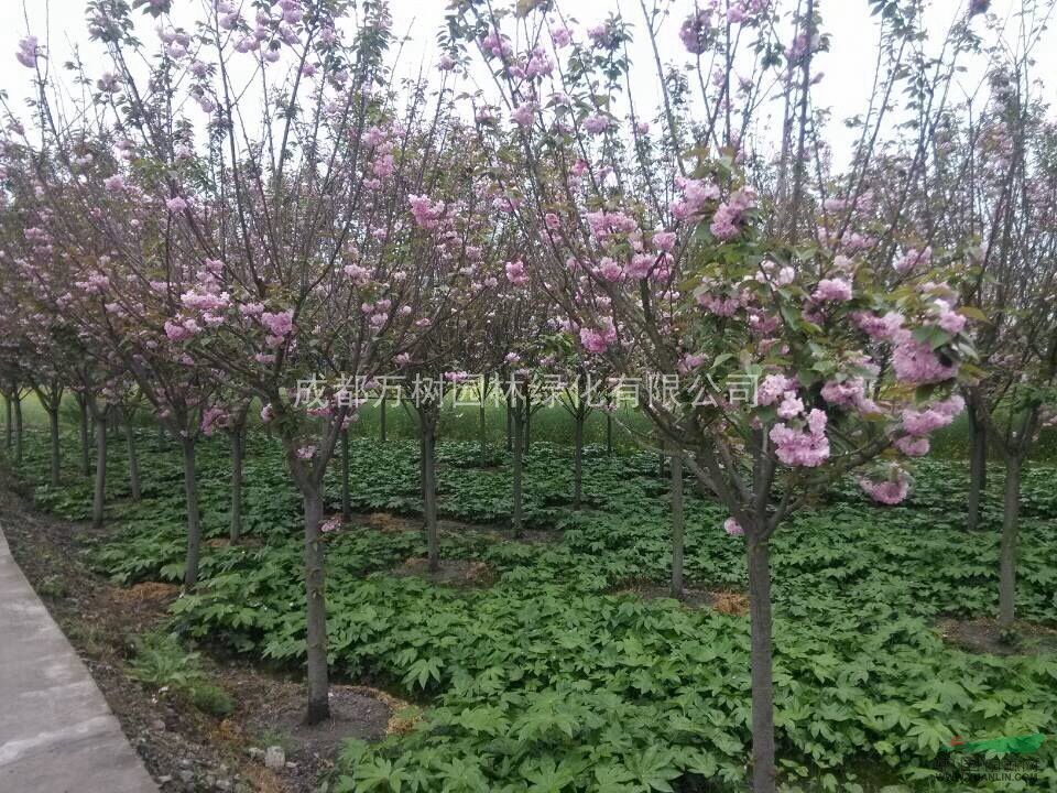 供應(yīng)櫻花 成都櫻花 日本櫻花 櫻花苗木工程 萬(wàn)樹(shù)園林公司供應(yīng)