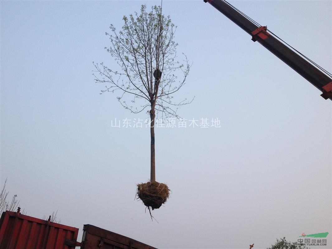15公分以上合歡