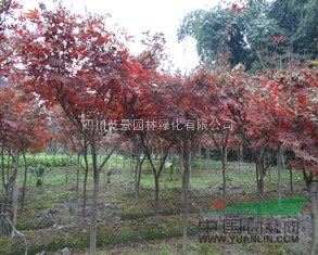 四川乾景园林供应红枫10-12cm