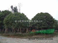 四川乾景园林供应自产优质桂花5-20cm，数量30000多株