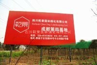 四川乾景园林供应优质红梅5cm