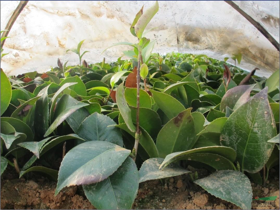 供應(yīng)茶花新品種，茶花枝條，茶花接穗 
