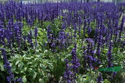 藍(lán)花鼠尾草  地被菊  鳶尾  芭蕉 美人蕉