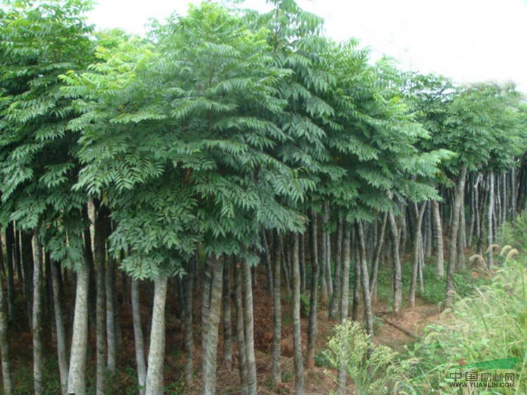 欒樹(shù)苗6報(bào)價(jià)/江西欒樹(shù)苗6報(bào)價(jià)