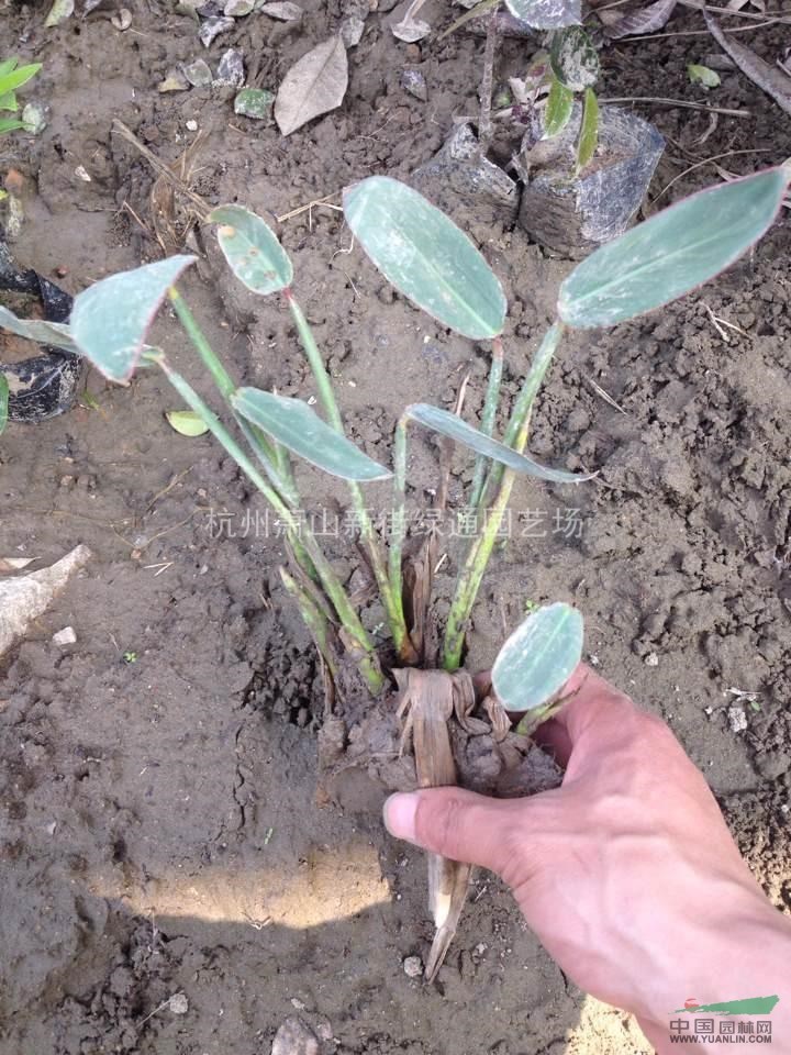 再力花基地直銷-再力花工程苗配送