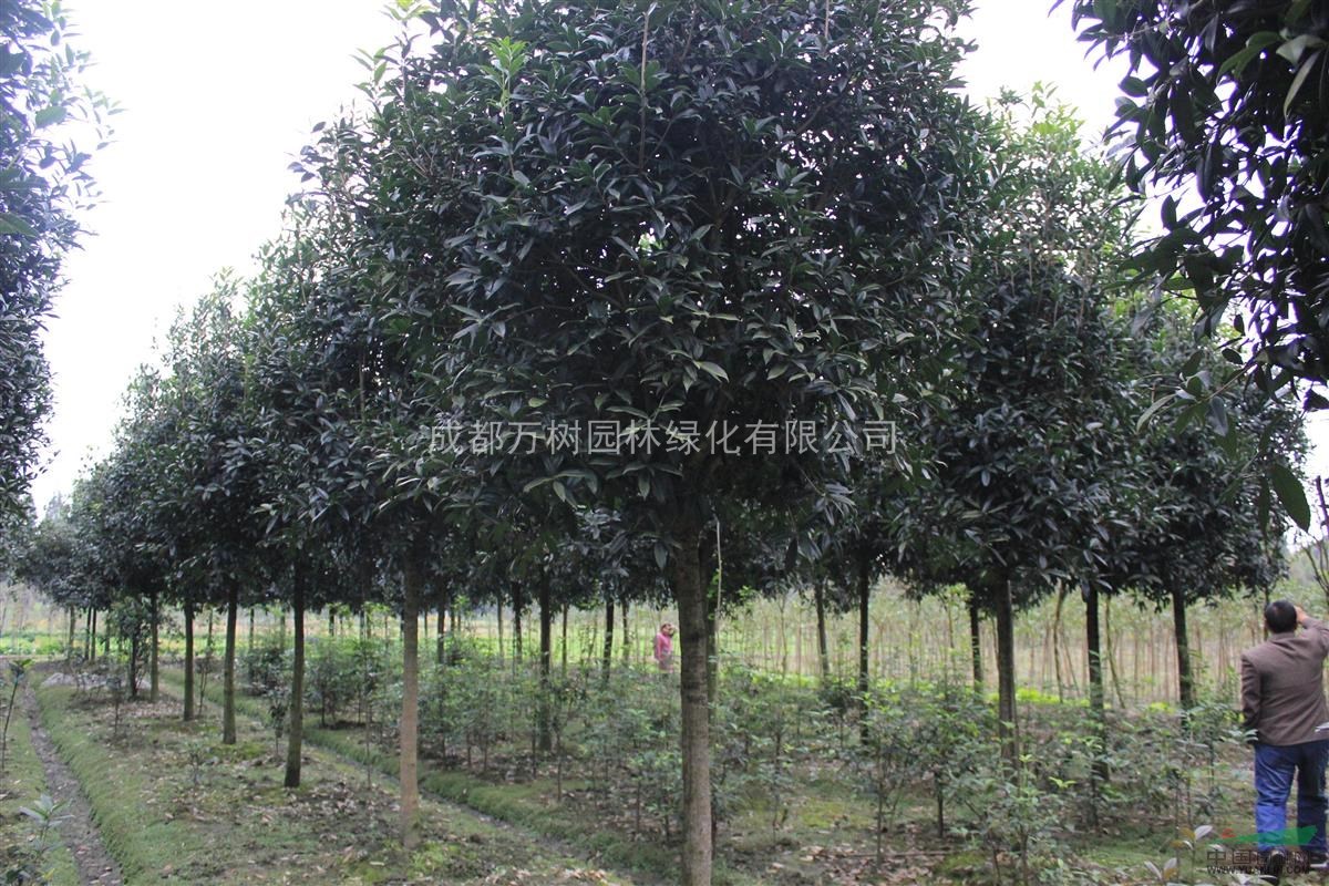 供應(yīng)桂花 成都獨桿桂花 桂花綠化工程 桂花苗木批發(fā)