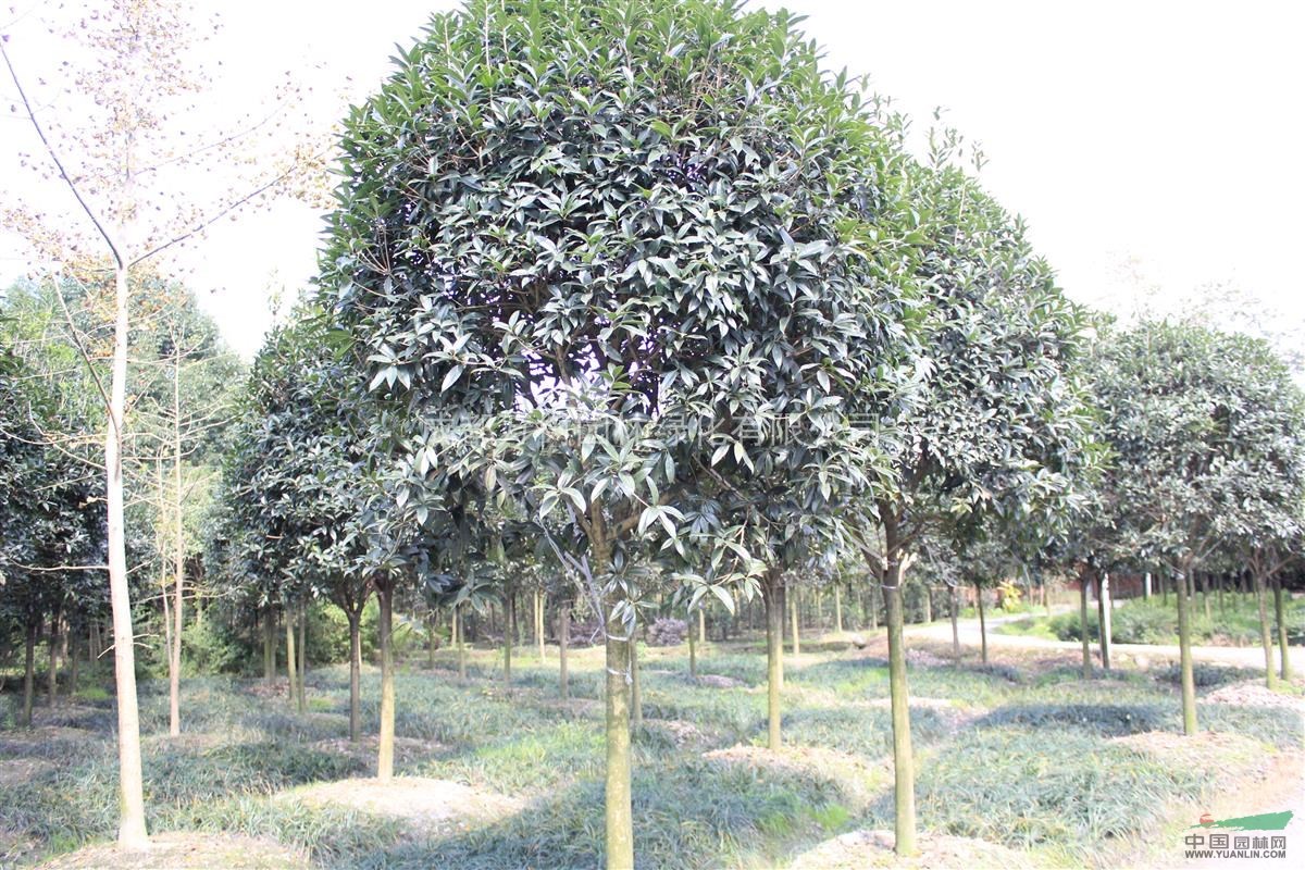 供應(yīng)桂花 成都獨桿桂花 桂花綠化工程 桂花苗木批發(fā)