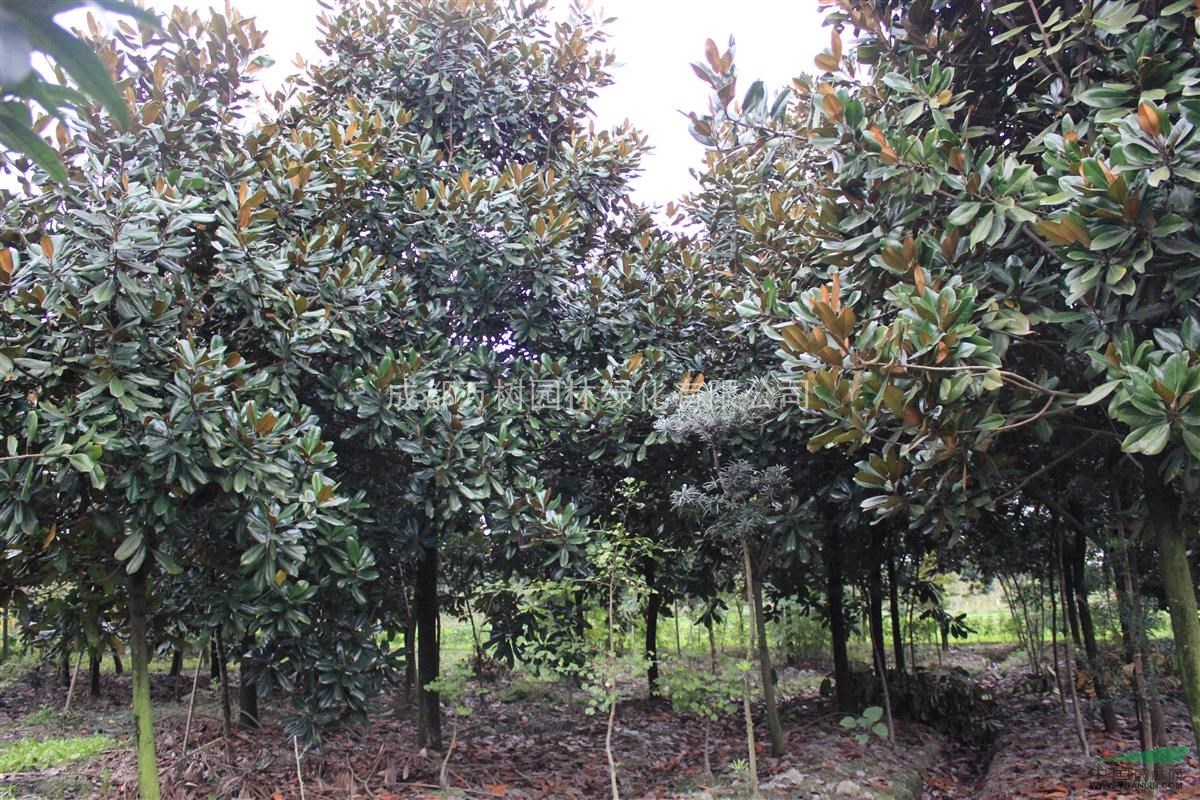 四川地區(qū)供應(yīng)11-12公分廣玉蘭 廣玉蘭價(jià)格  廣玉蘭照片