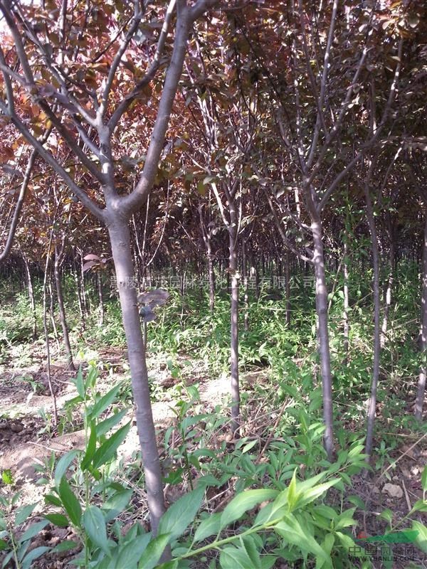 直供红叶李 地径2-5cm 鄢陵花木 优质工程苗木