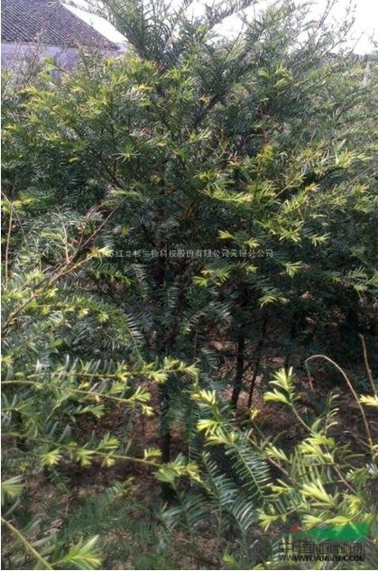 批發(fā)重慶紅豆杉紫杉赤柏松1-15公分全國最低價供現(xiàn)場看貨