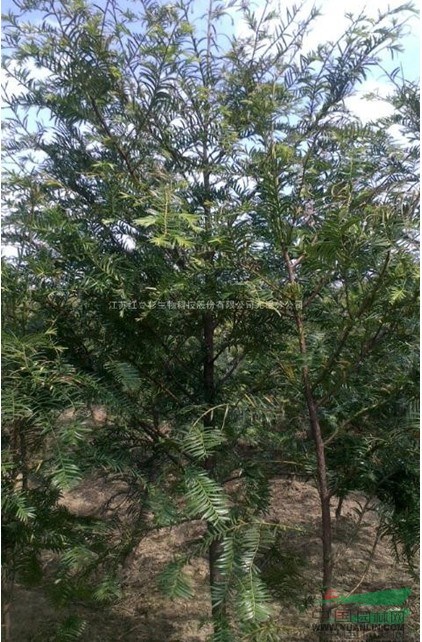 批發(fā)重慶紅豆杉紫杉赤柏松1-15公分全國最低價供現(xiàn)場看貨