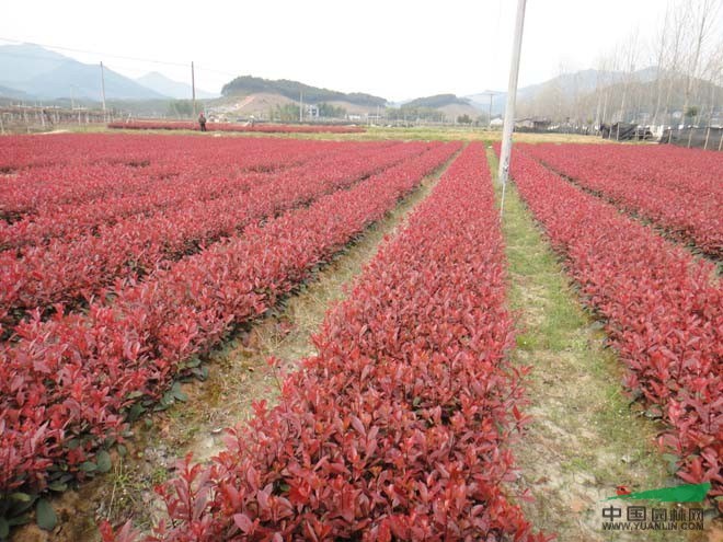 重慶紅葉石楠球批發(fā)底價(jià)銷(xiāo)售