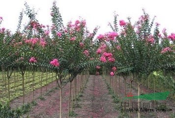 批發(fā)重慶紅花速生紫薇直徑5cm——15cm最便宜