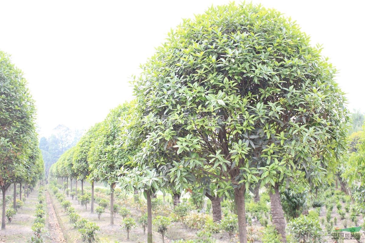 供應桂花 溫江好樹形桂花 桂花行道樹 桂花價格 萬樹園林供應