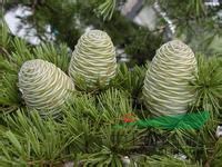 雪松價(jià)格,山東雪松價(jià)格,供應(yīng)優(yōu)質(zhì)雪松