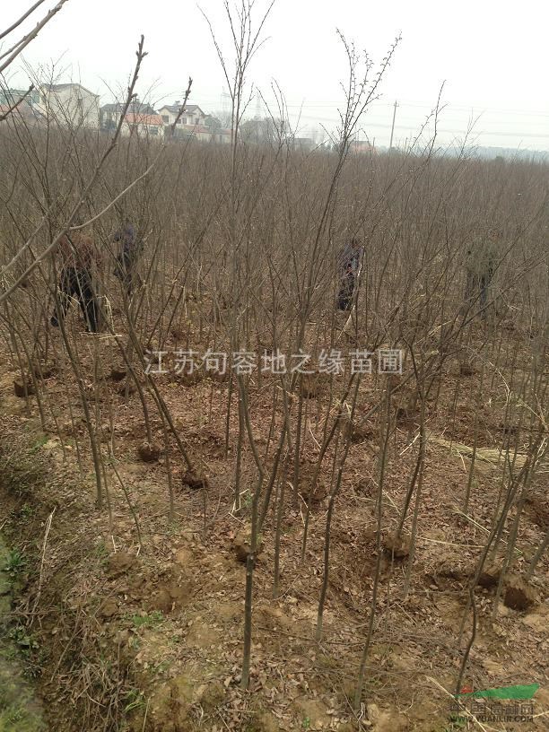 櫸樹供應(yīng)基地，句容櫸樹供應(yīng)基地